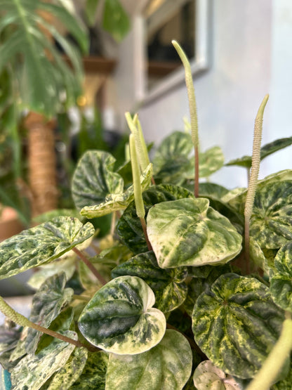 Peperomia Caperata Variegada M