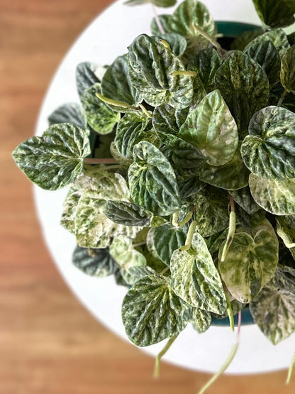 Peperomia Caperata Variegada M