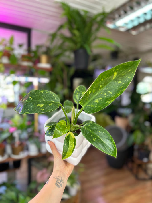 Filodendro Green Congo Híbrido Variegado