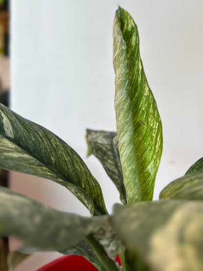 Spatiphyllum  Variegado M