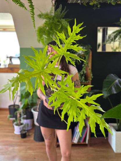 Filodendro Warscewiczii Flavum L