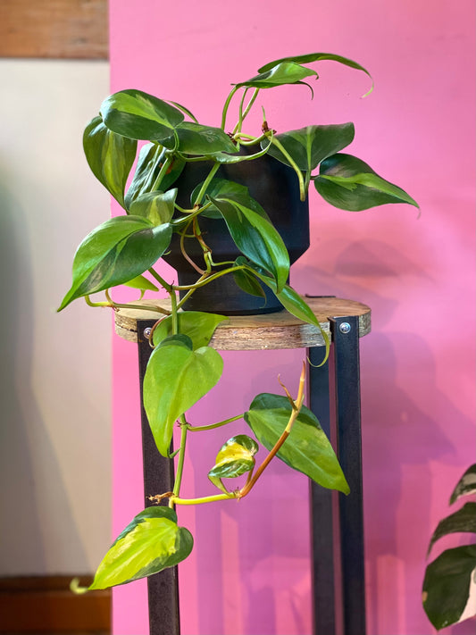 Filodendro Cordatum Brasil