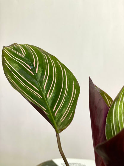 Calathea Ornata Sanderiana