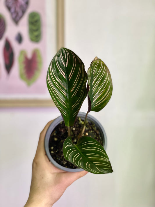 Calathea Ornata Sanderiana