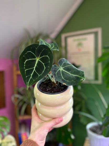 Anthurium Clarinervium