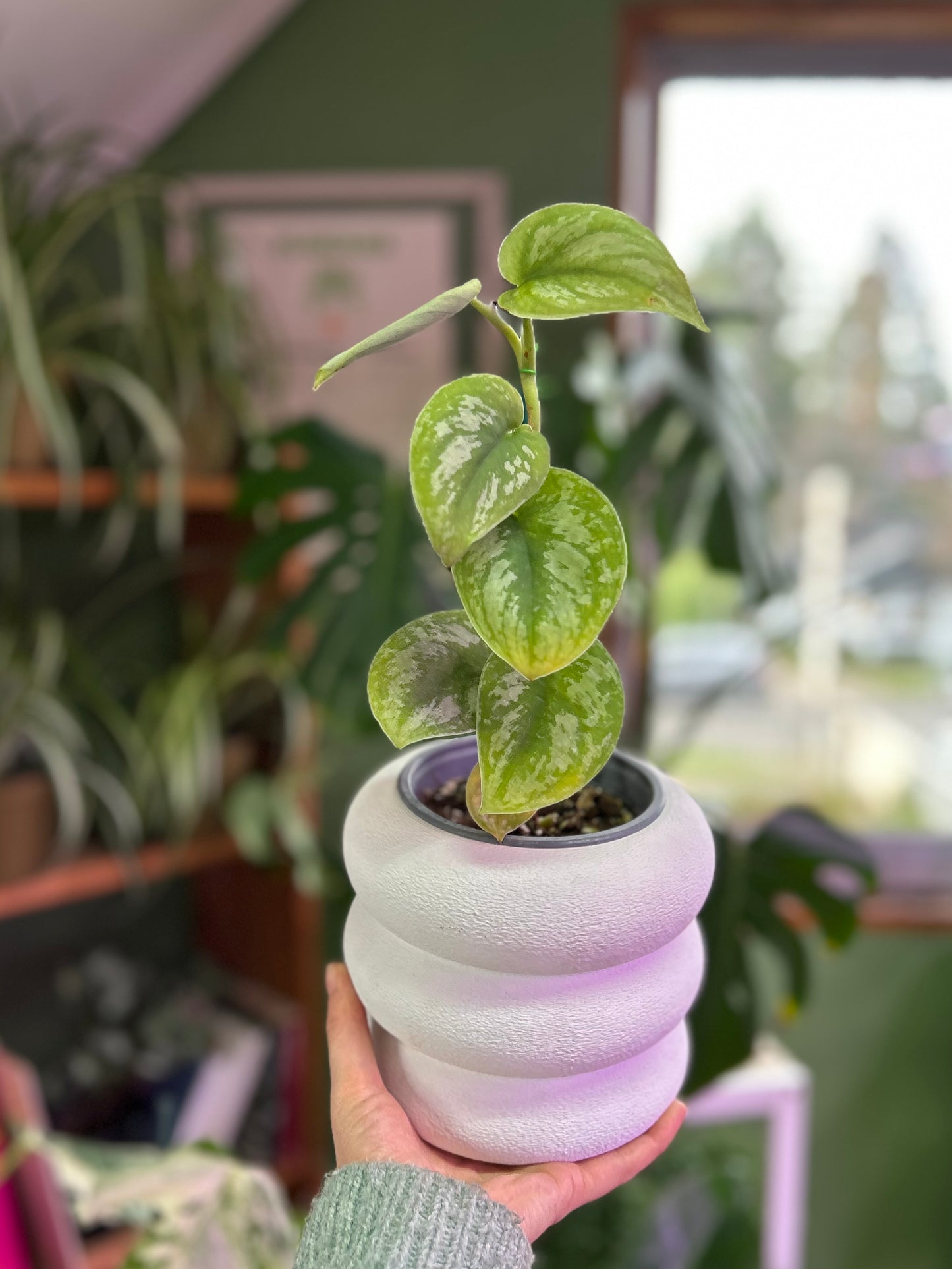 Scindapsus Pictus Exótica