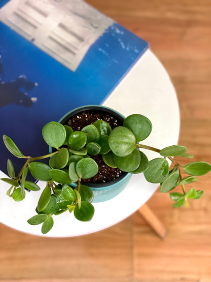 Peperomia Tetraphylla Hope