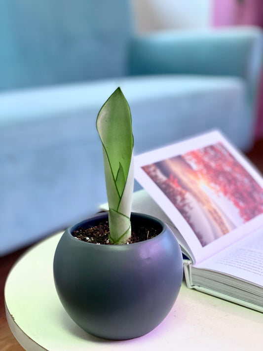 Sansevieria Trifasciata Moonshine XS