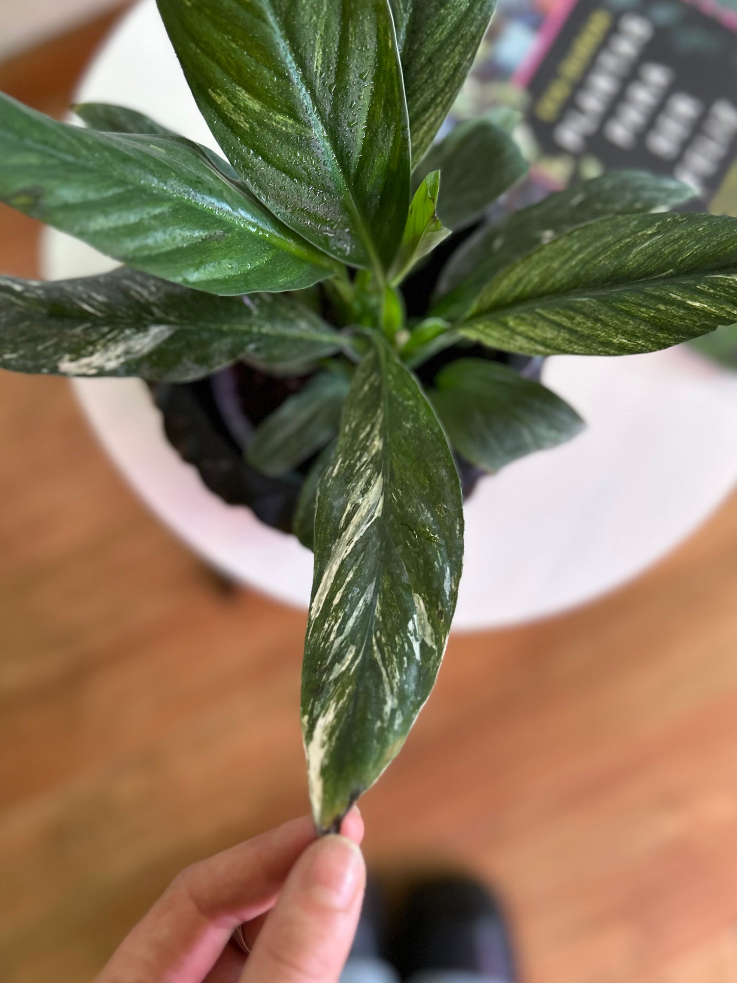 Spatiphyllum Variegado o Lirio de la Paz S