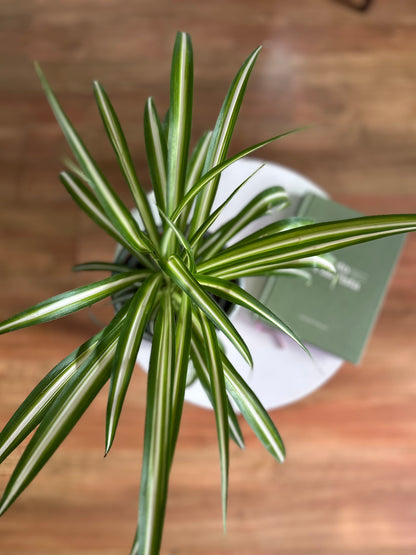 Chlorophytum Comosum o Planta Cinta