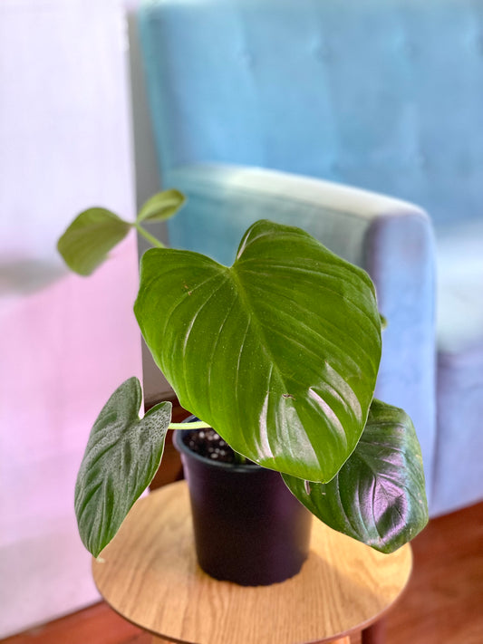 Filodendro Fragans S