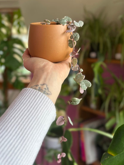 Ceropegia Woodii Variegada - Collar De Corazones