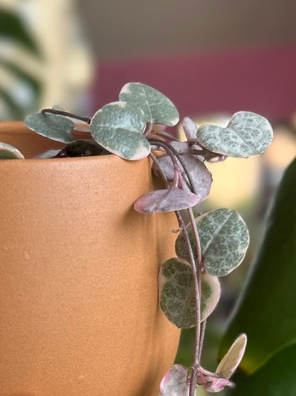 Ceropegia Woodii Variegada - Collar De Corazones
