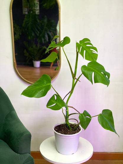 Monstera Borsigiana
