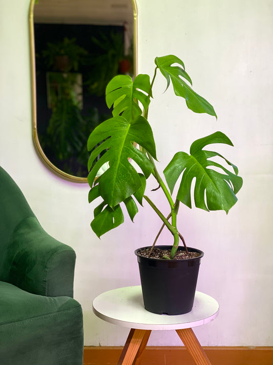 Monstera Borsigiana