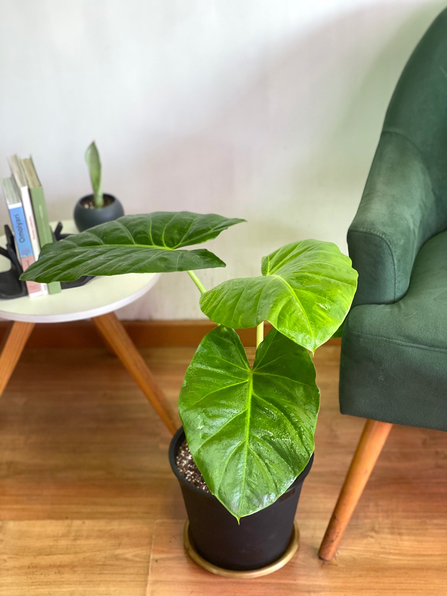 Alocasia Macrorrhiza - Manto De Eva M