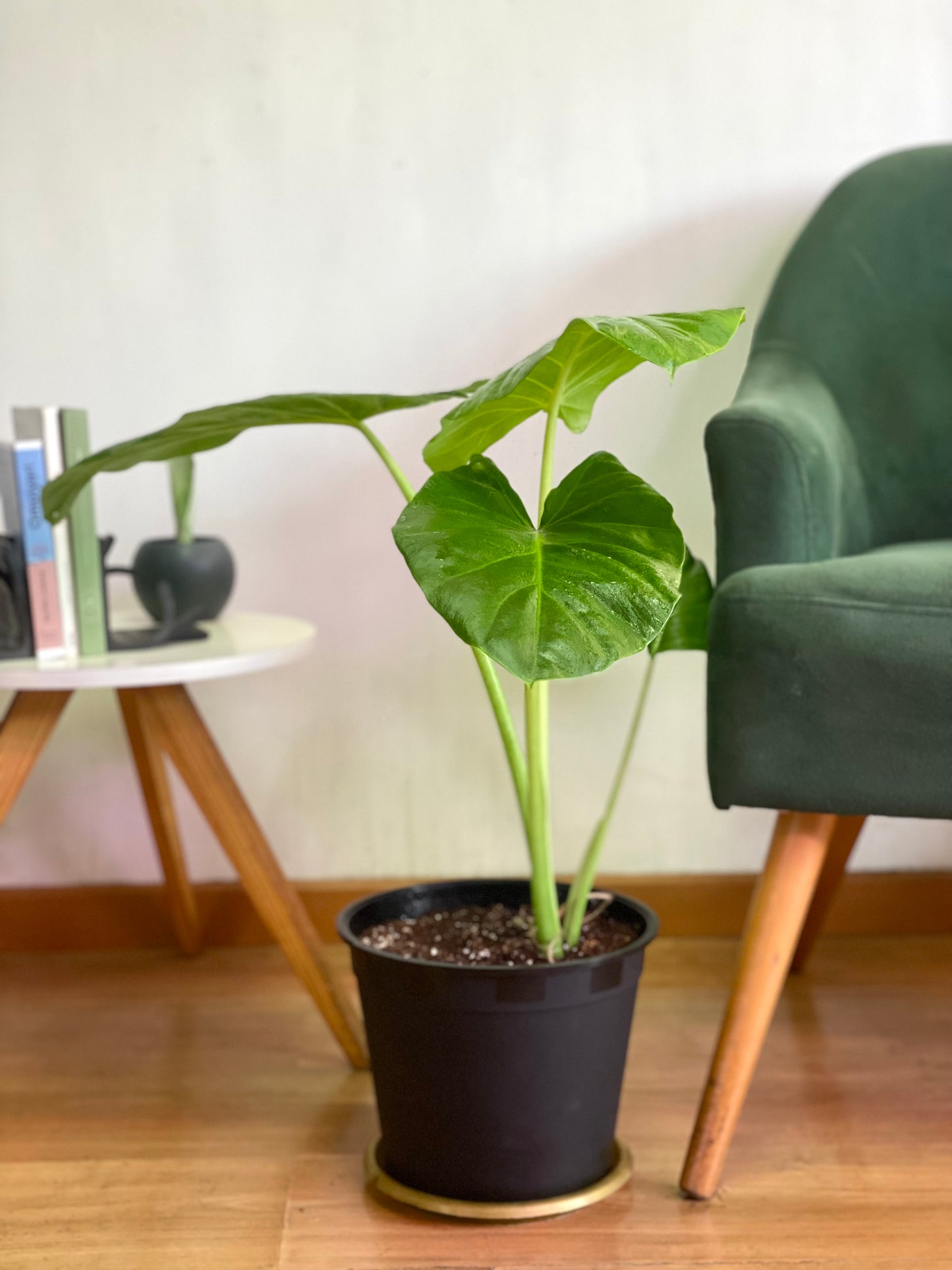 Alocasia Macrorrhiza - Manto De Eva M