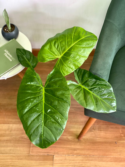 Alocasia Macrorrhiza - Manto De Eva M