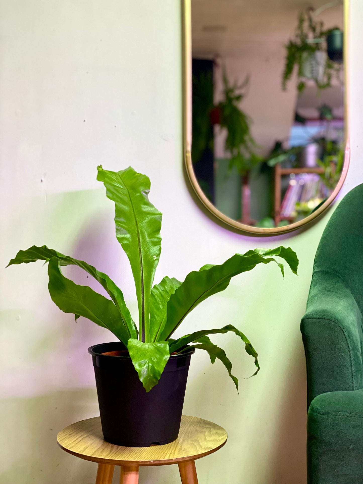 Helecho Asplenium Nidus - Nido de Aguila M