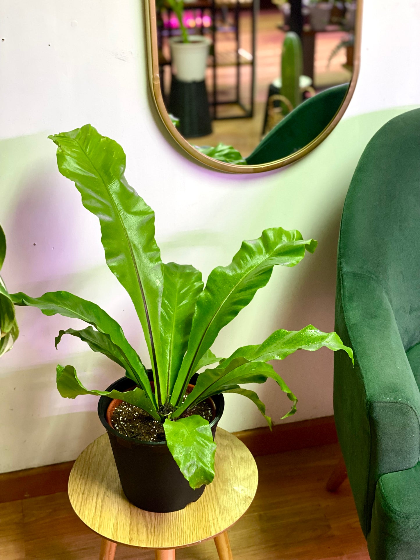 Helecho Asplenium Nidus - Nido de Aguila M