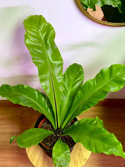 Helecho Asplenium Nidus - Nido de Aguila M