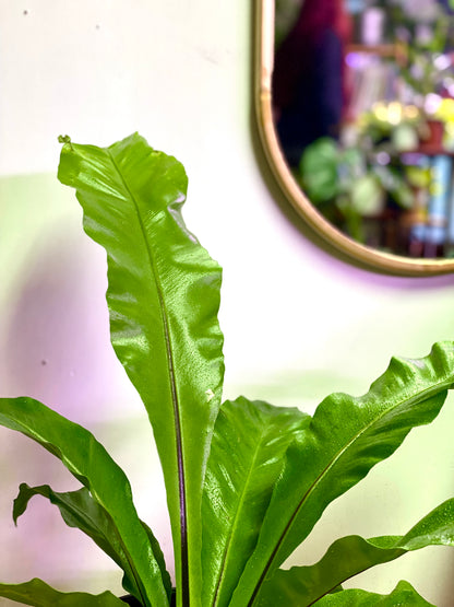 Helecho Asplenium Nidus - Nido de Aguila M