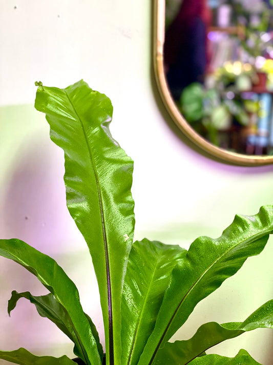 Helecho Asplenium Nidus - Nido de Aguila M