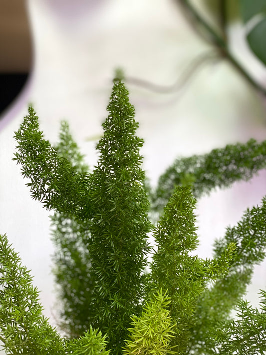 Asparagus Aethiopicus, Helecho Myersii o Cola de Zorro