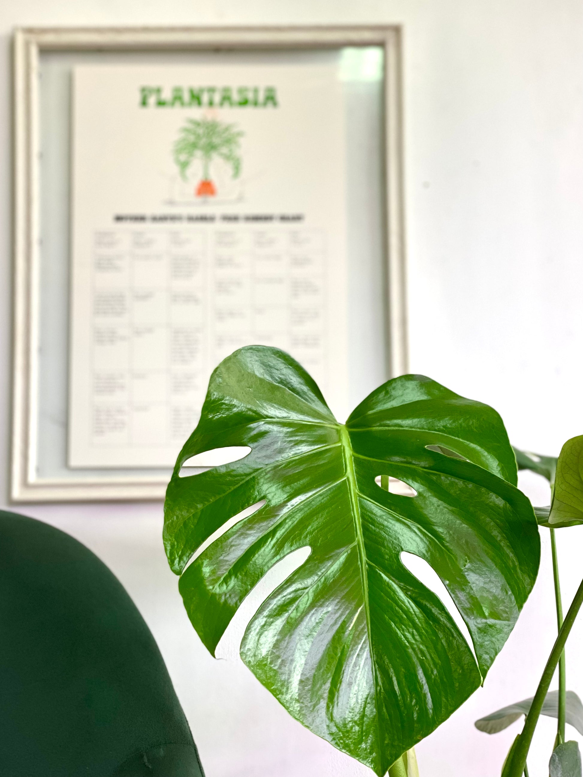 monstera deliciosa chile Monstera Deliciosa M – Florantinas