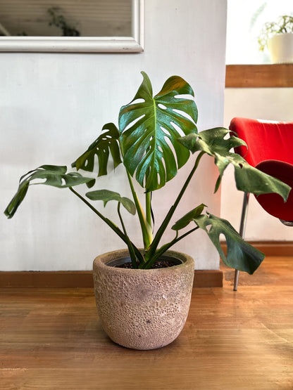 Monstera deliciosa tamaño M, planta tropical de interior con hojas grandes y perforadas que aporta un estilo moderno y natural a cualquier espacio. Ideal para livings y lugares luminosos.