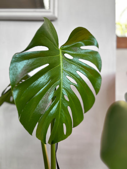 Monstera deliciosa tamaño M, planta tropical de interior con hojas grandes y perforadas que aporta un estilo moderno y natural a cualquier espacio. Ideal para livings y lugares luminosos.