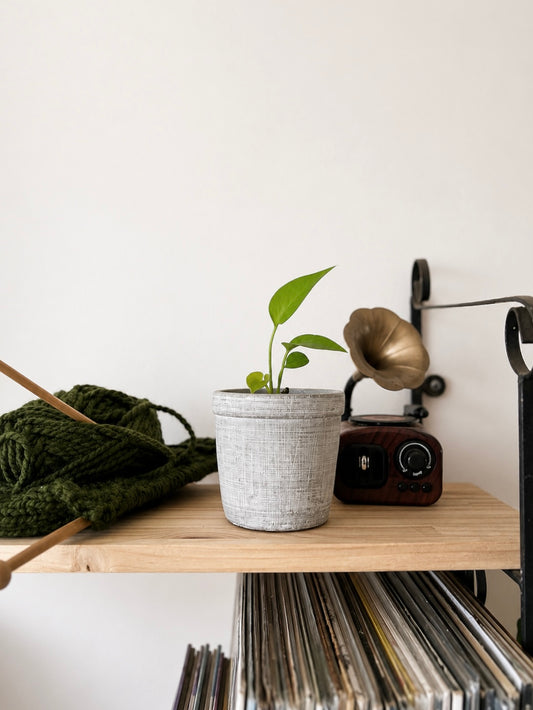 Macetero de cerámica para plantas de interior tropicales y decoración botánica.