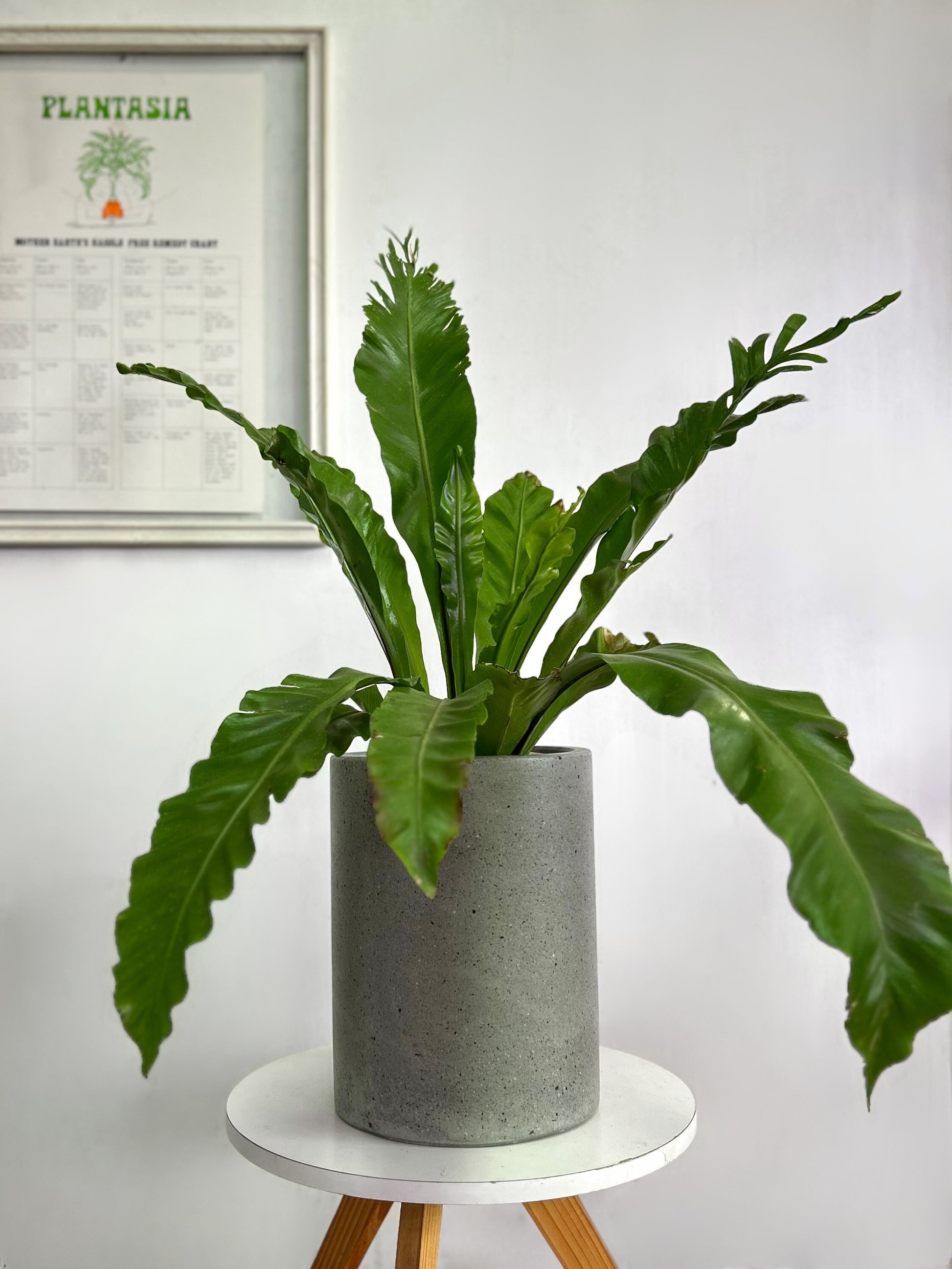 Macetero de concreto en forma de tubo cilíndrico de color gris crudo, acabado minimalista y moderno