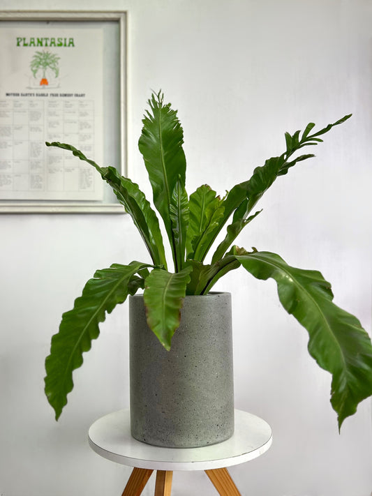 Macetero de concreto en forma de tubo cilíndrico de color gris crudo, acabado minimalista y moderno