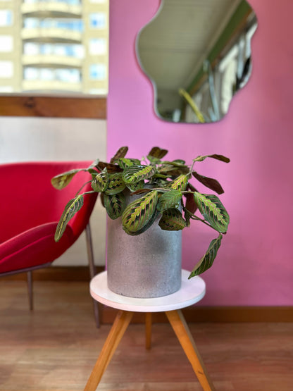 Maranta leuconeura aricolor planta de interior con hojas verdes estampadas con venas rojas y reverso púrpura, en macetero decorativo