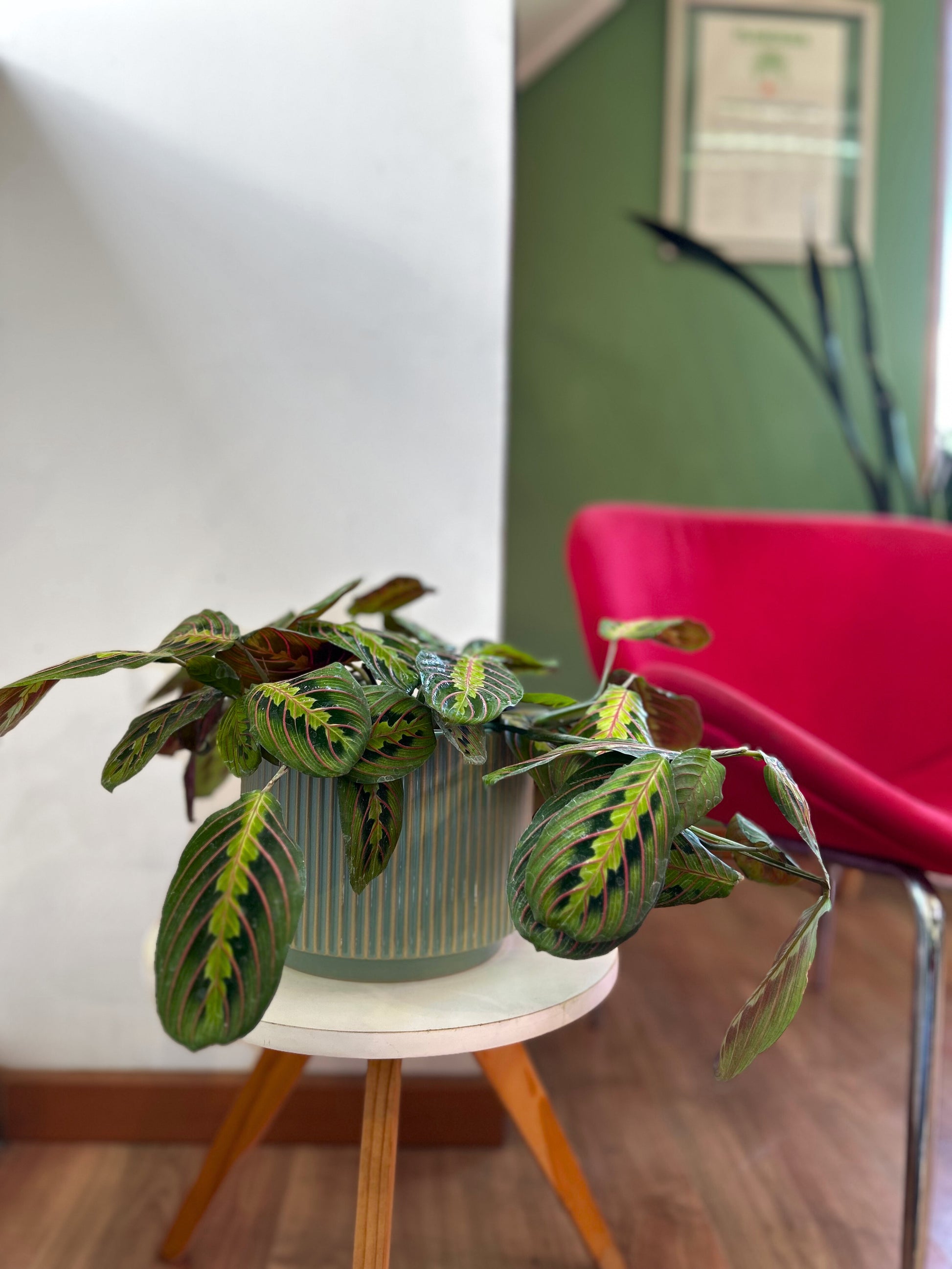 Maranta leuconeura aricolor planta de interior con hojas verdes estampadas con venas rojas y reverso púrpura, en macetero decorativo
