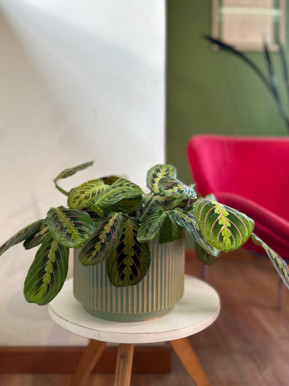 Maranta leuconeura aricolor planta de interior con hojas verdes estampadas con venas rojas y reverso púrpura, en macetero decorativo