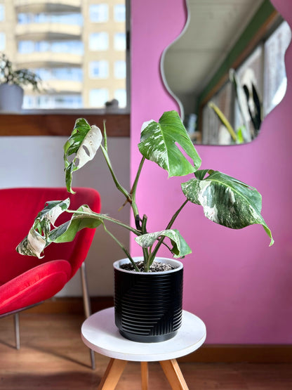 Monstera variegada, planta de interior exótica con hojas verdes y blancas de gran tamaño