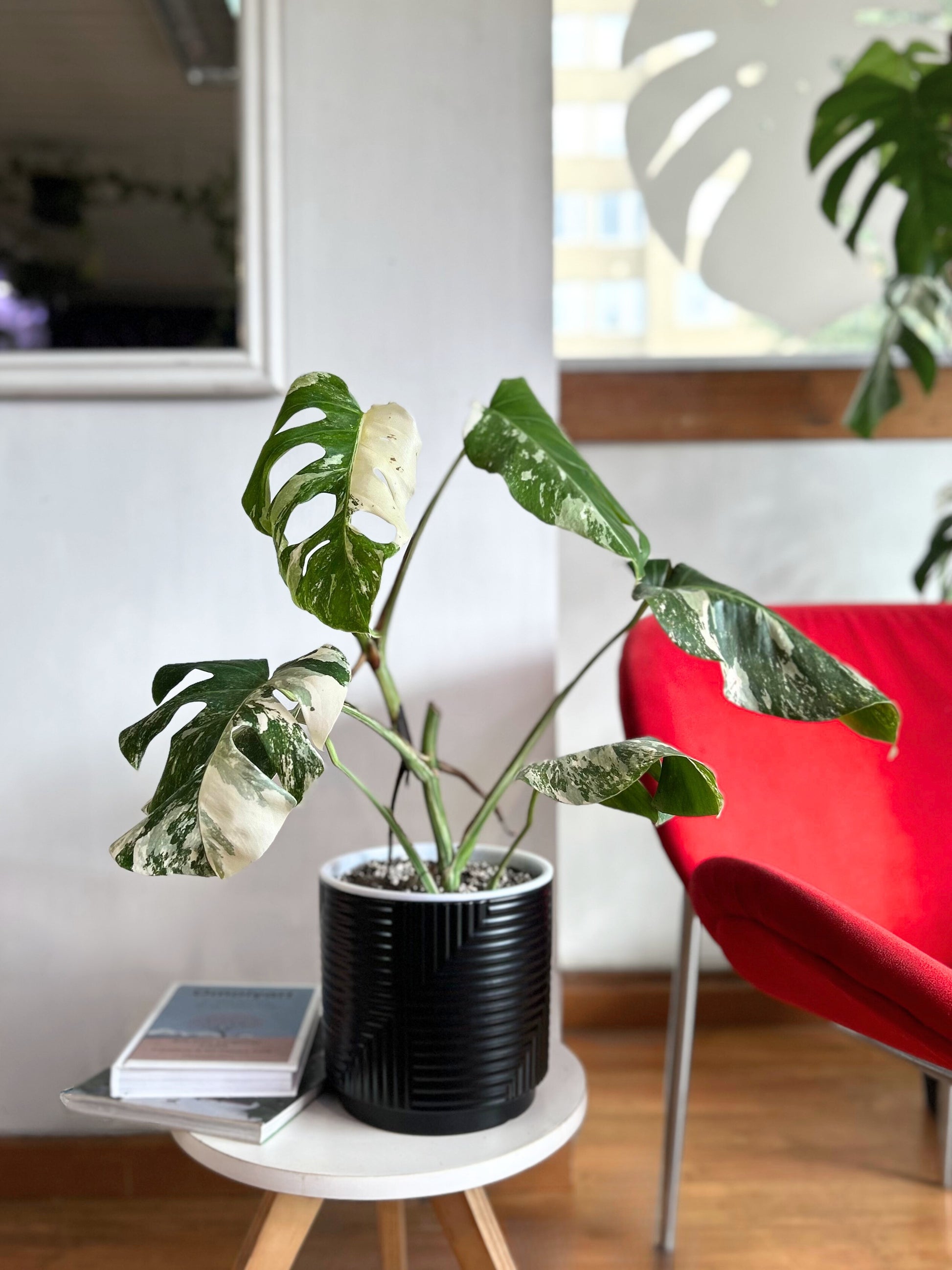 Monstera variegada, planta de interior exótica con hojas verdes y blancas de gran tamaño