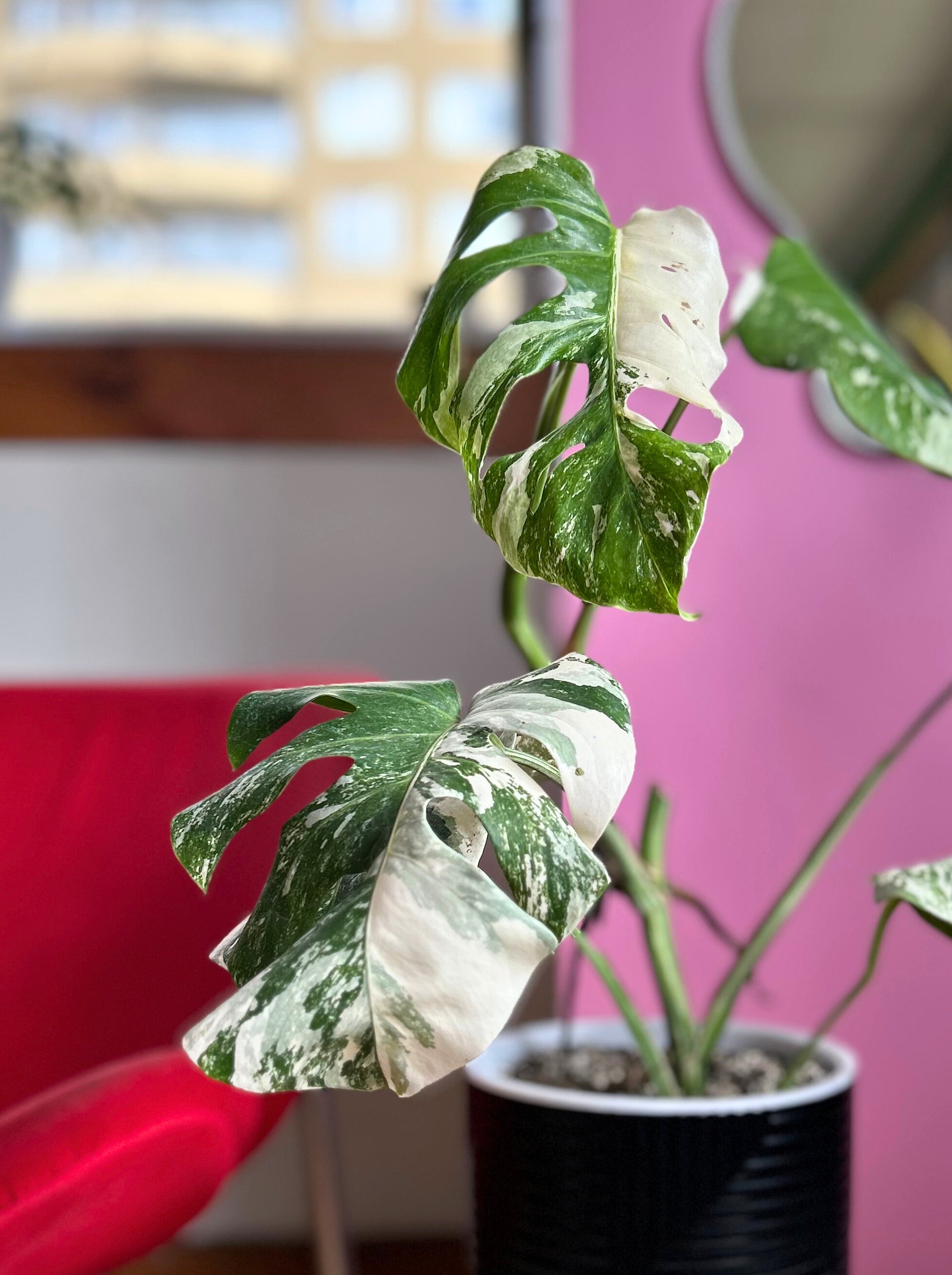 Monstera variegada, planta de interior exótica con hojas verdes y blancas de gran tamaño