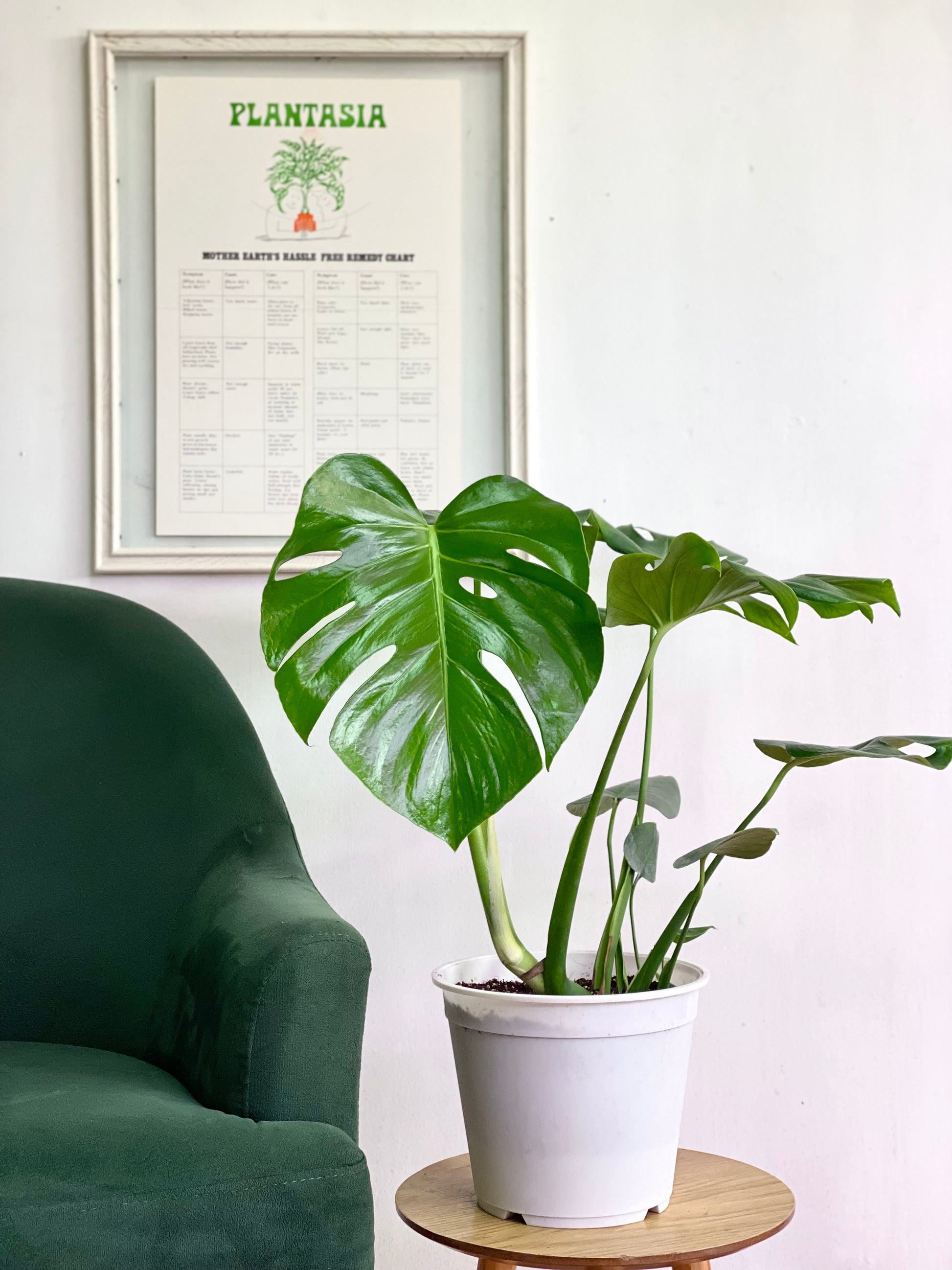la planta monstera es de interior Monstera Deliciosa M – Florantinas