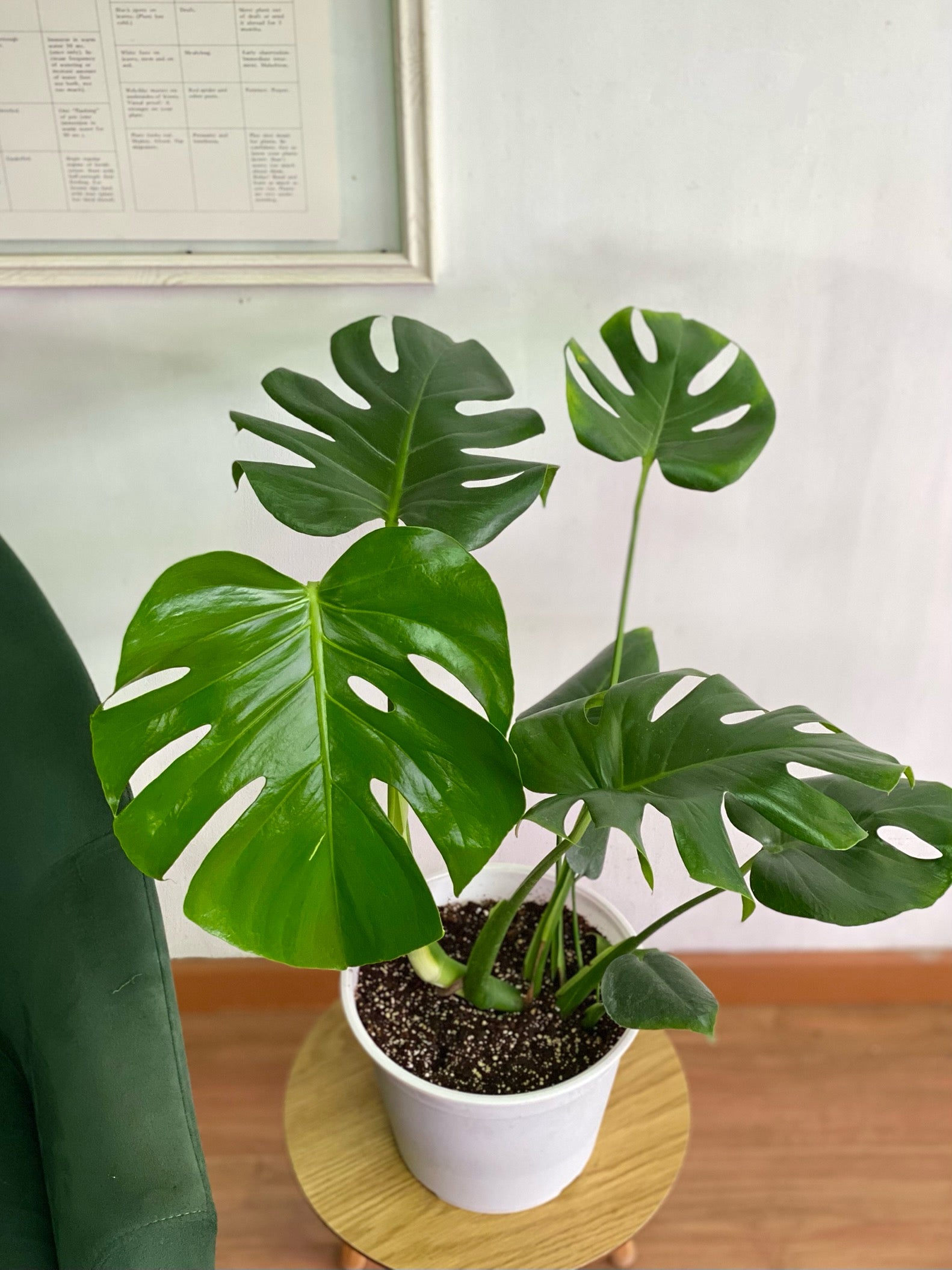 diferencia entre monstera deliciosa y borsigiana Monstera Deliciosa M – Florantinas