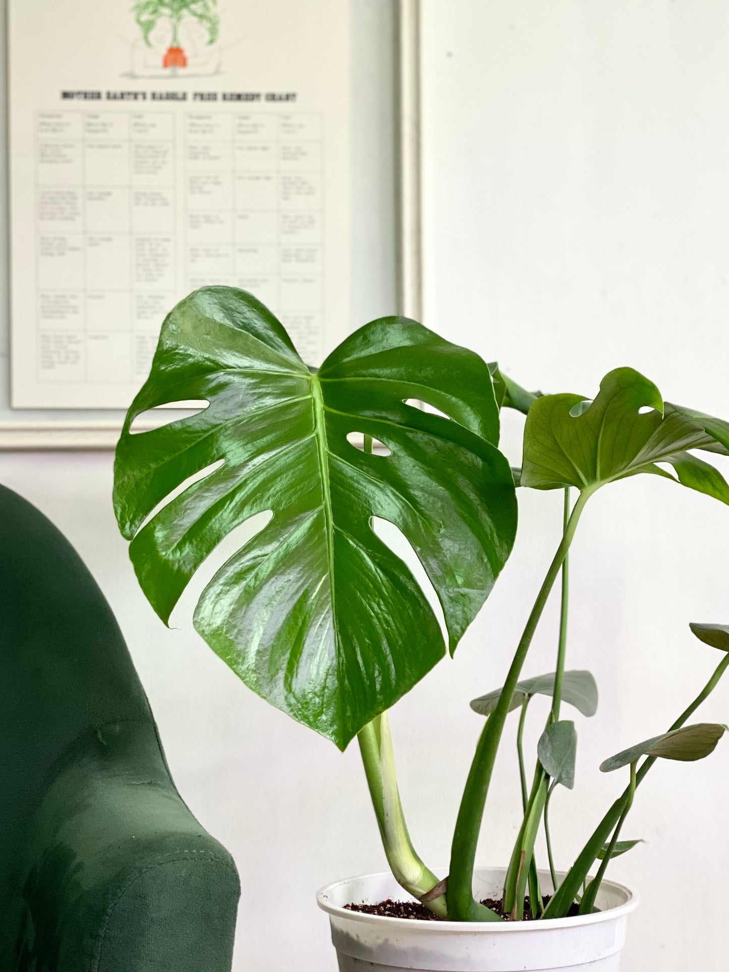Monstera deliciosa tamaño M, planta tropical de interior con hojas grandes y perforadas que aporta un estilo moderno y natural a cualquier espacio. Ideal para livings y lugares luminosos.