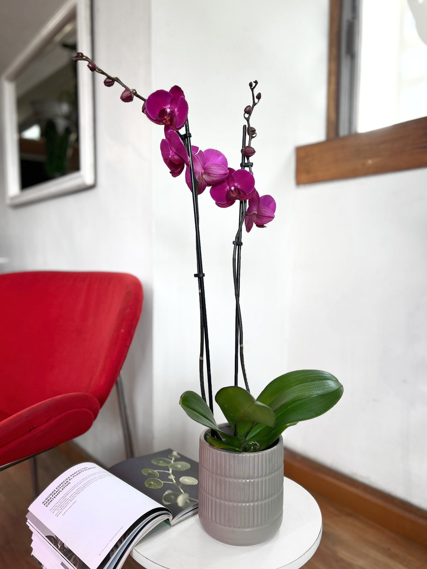 Orquidea morada 