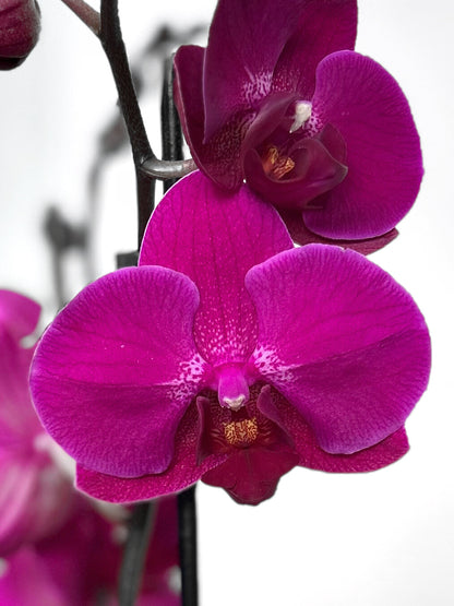 Orquidea grande morada