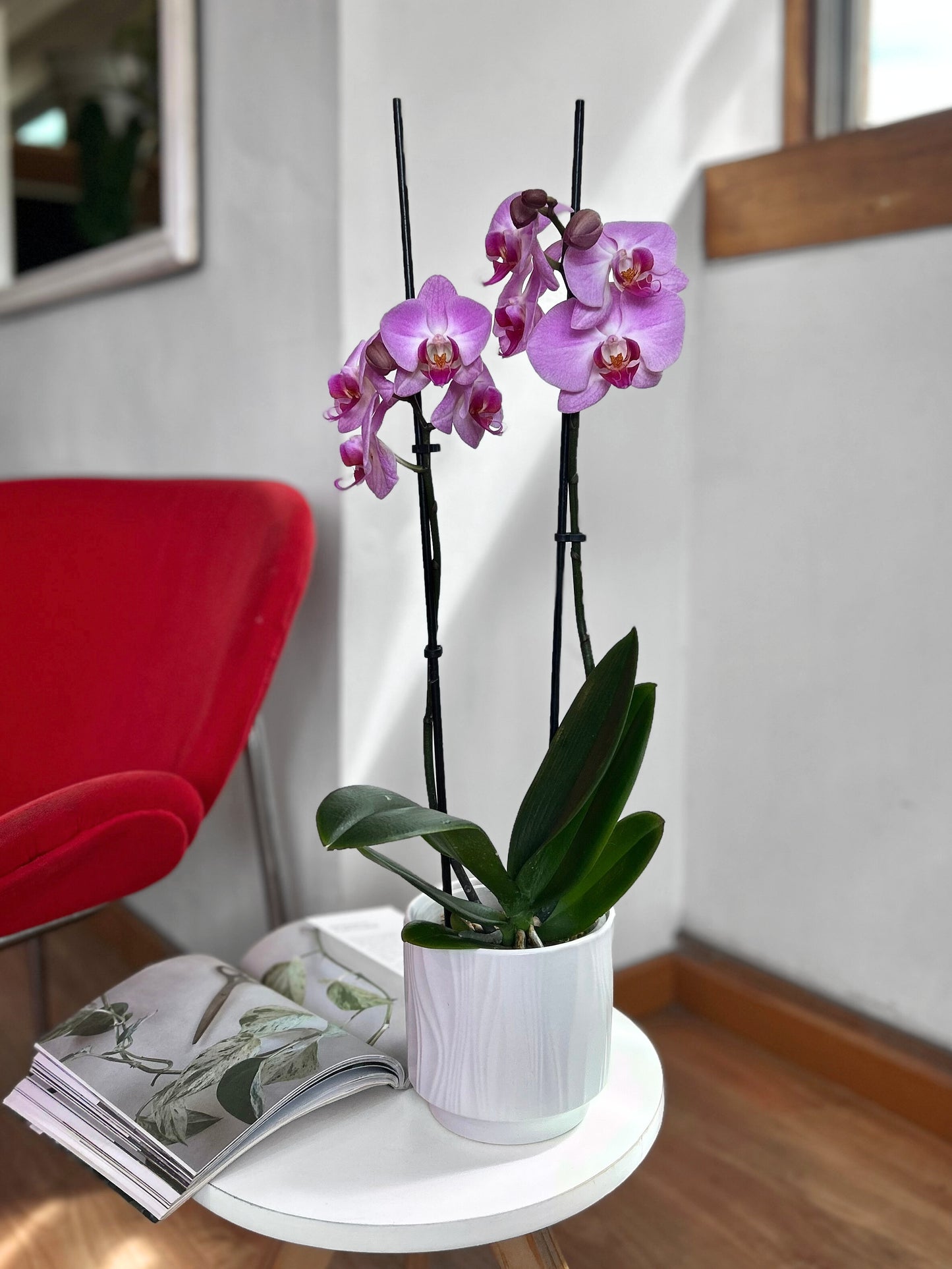 Orquídea Grande Lila Pastel tropical flor