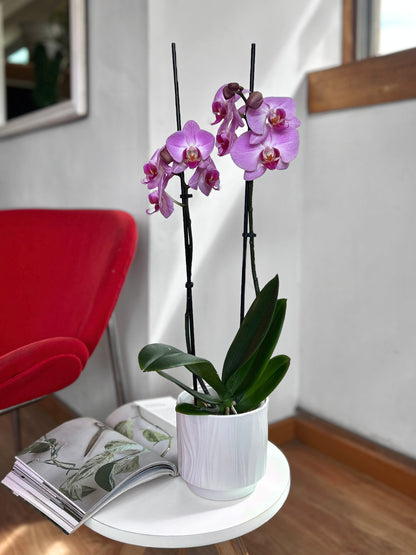 Orquídea Grande Lila Pastel tropical flor