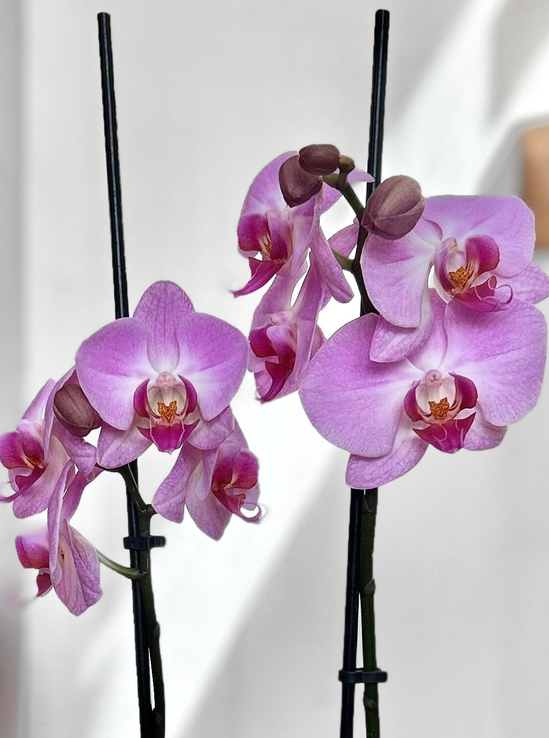 Orquídea Grande Lila Pastel fucsia morada flor tropical