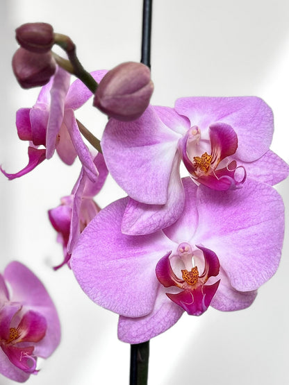 Orquídea Grande Lila Pastel Morada Fucsia Flor Tropical