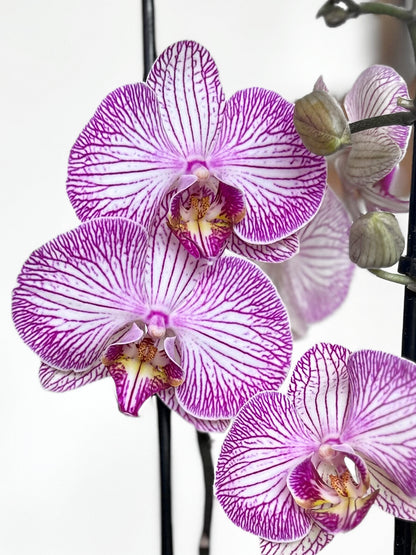 Orquidea grande blanca morada